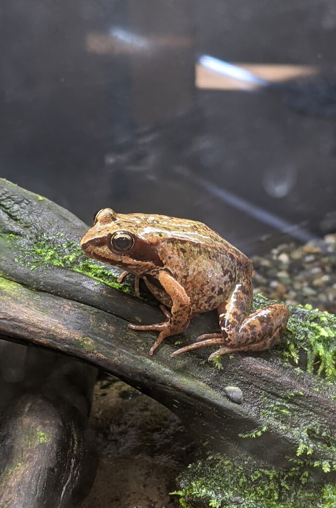 エゾアカガエル