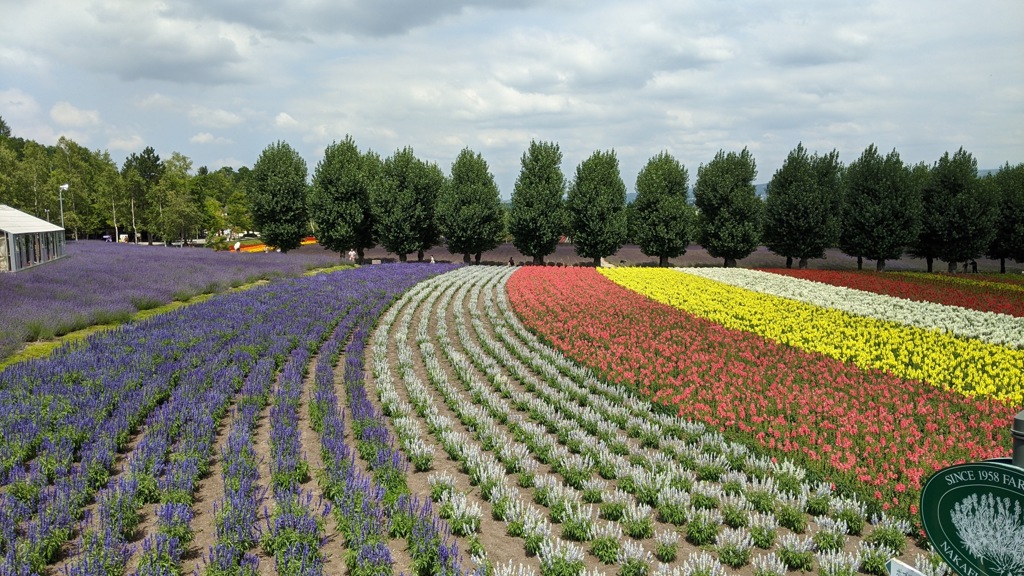 ファーム富田（中富良野）