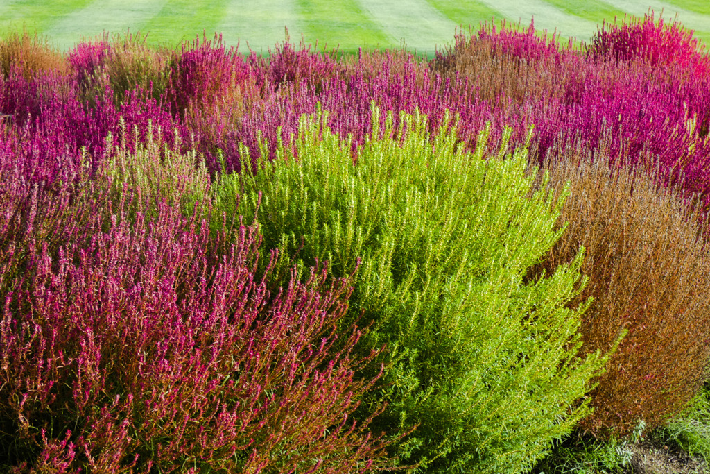 由仁町ゆにガーデン（コキア）