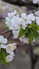 庭の桜桃（佐藤錦）