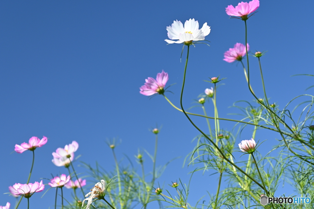 コスモスの花火