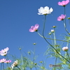 コスモスの花火