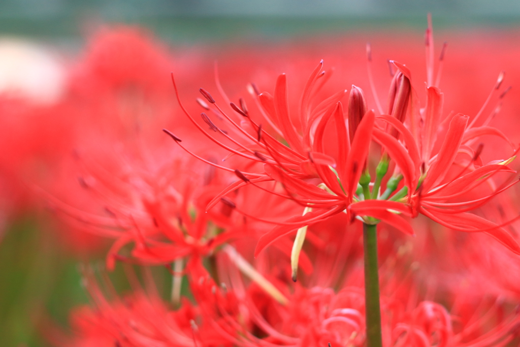 彼岸花