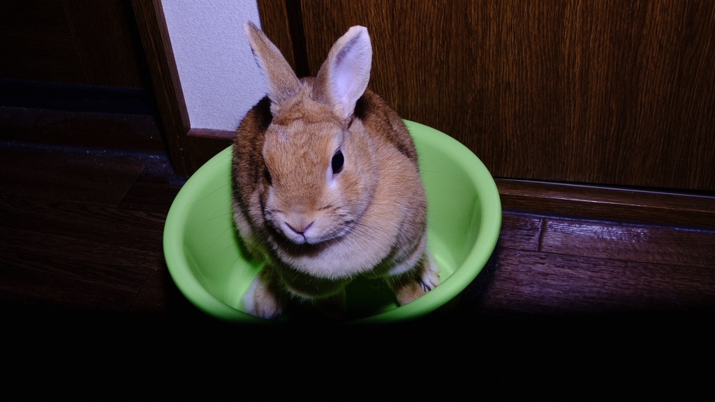 うさぴょん
