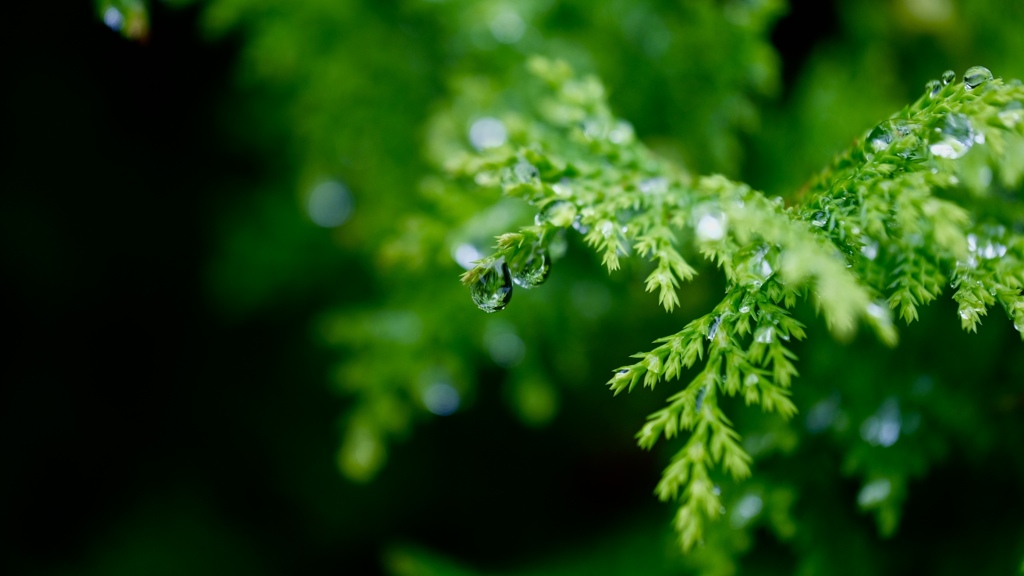 雨の朝
