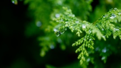 雨の朝