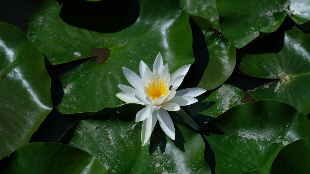 睡蓮