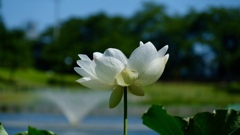 蓮４