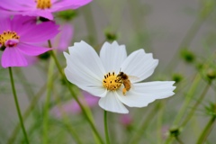 花とミツバチ