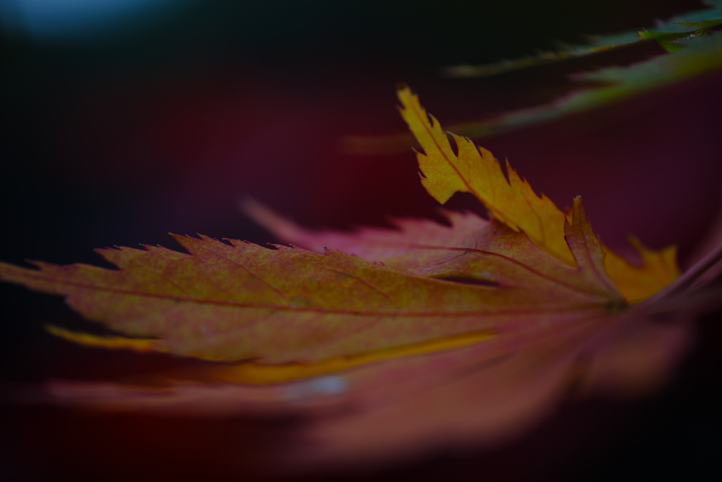 紅葉狩11