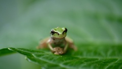 アマガエル2