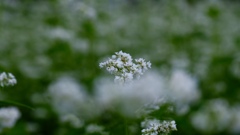 そばの花