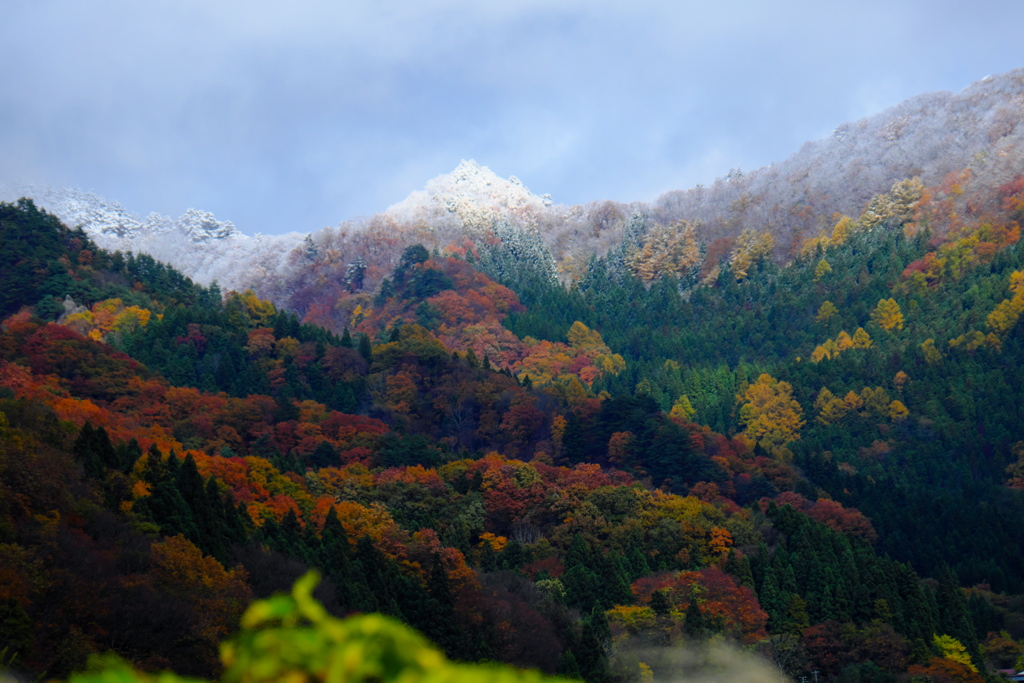 紅葉と雪のコラボレーション