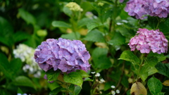 紫陽花3
