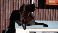 黒猫
