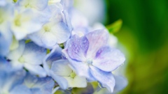 紫陽花2