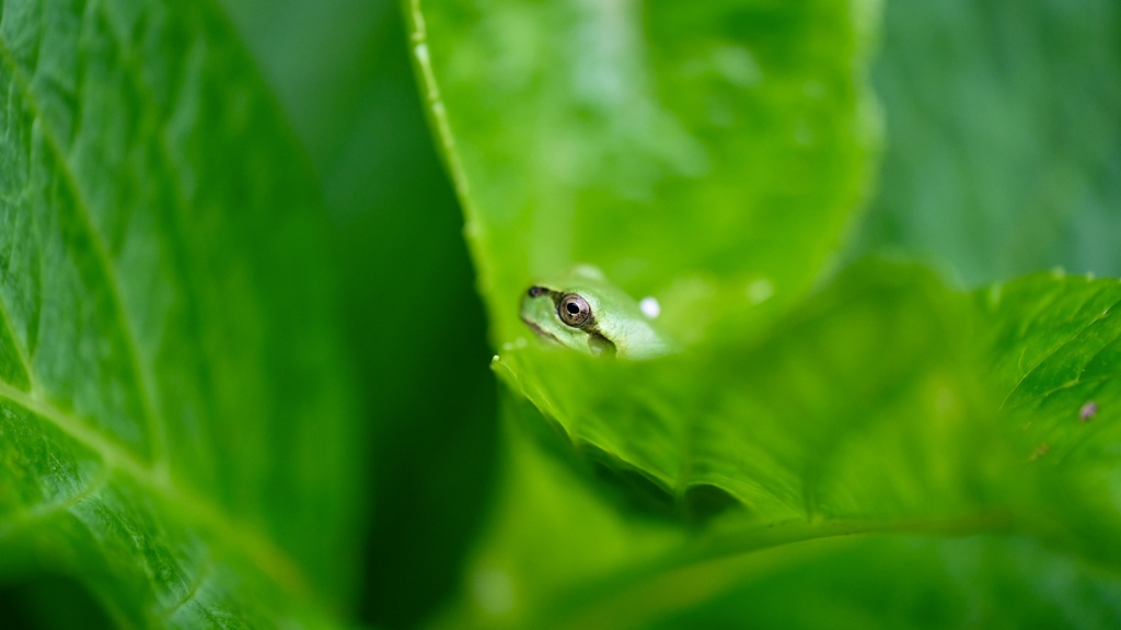 アマガエル