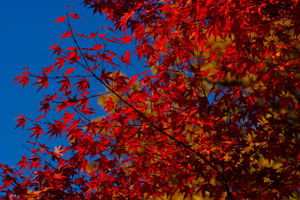 青空に映える紅葉