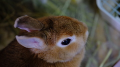 ウサギちゃん