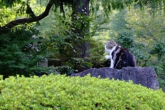 招き猫