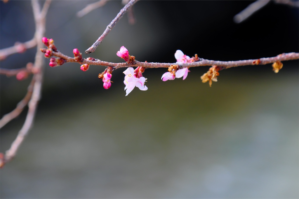 四季桜