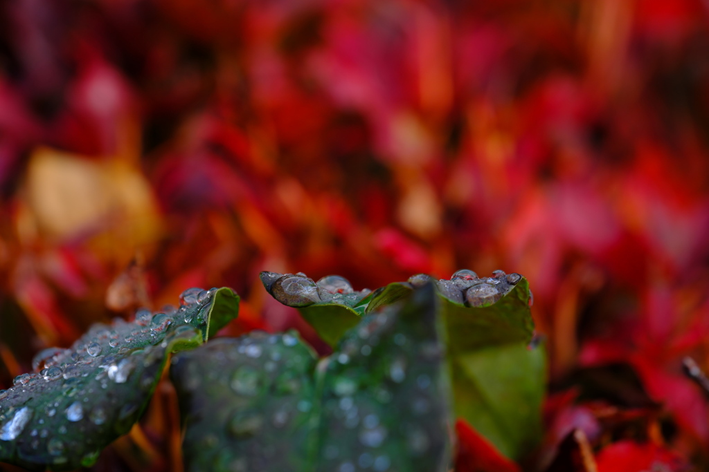 紅葉狩14