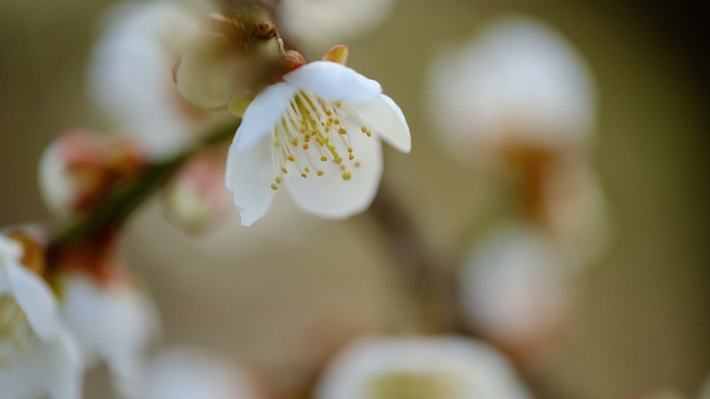 梅の花