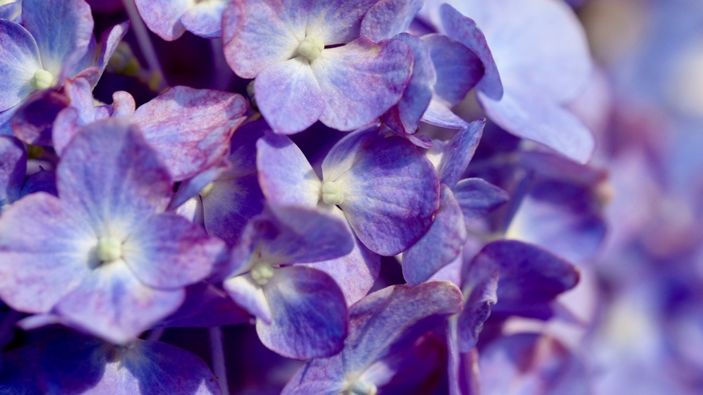 紫陽花