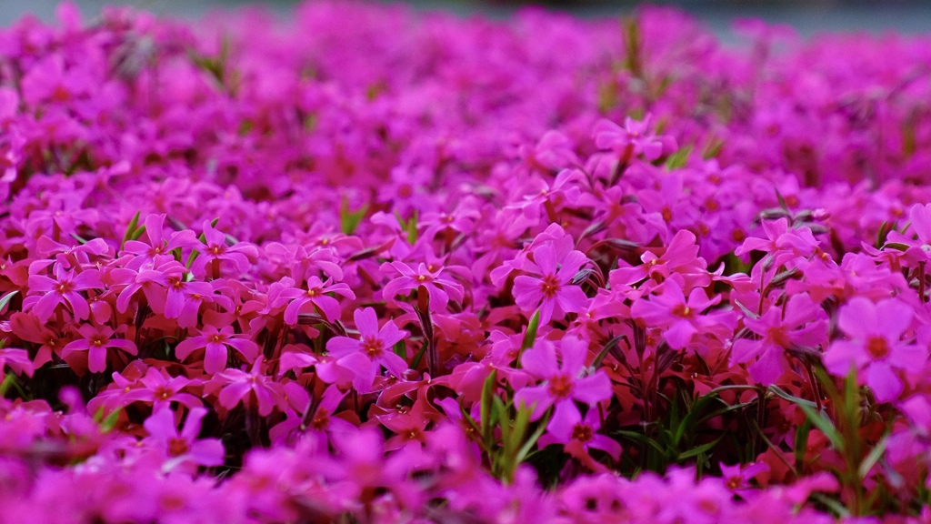 芝桜