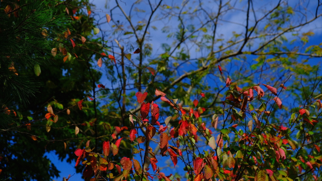 紅葉