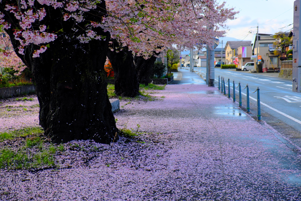雨上がりの朝に2