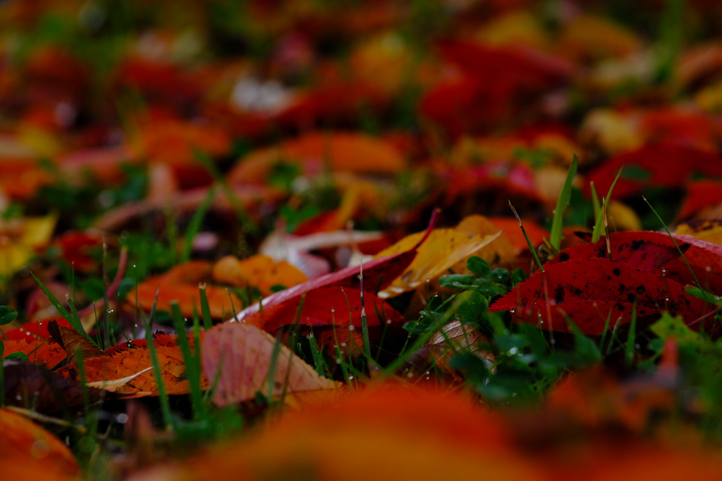 紅葉狩5