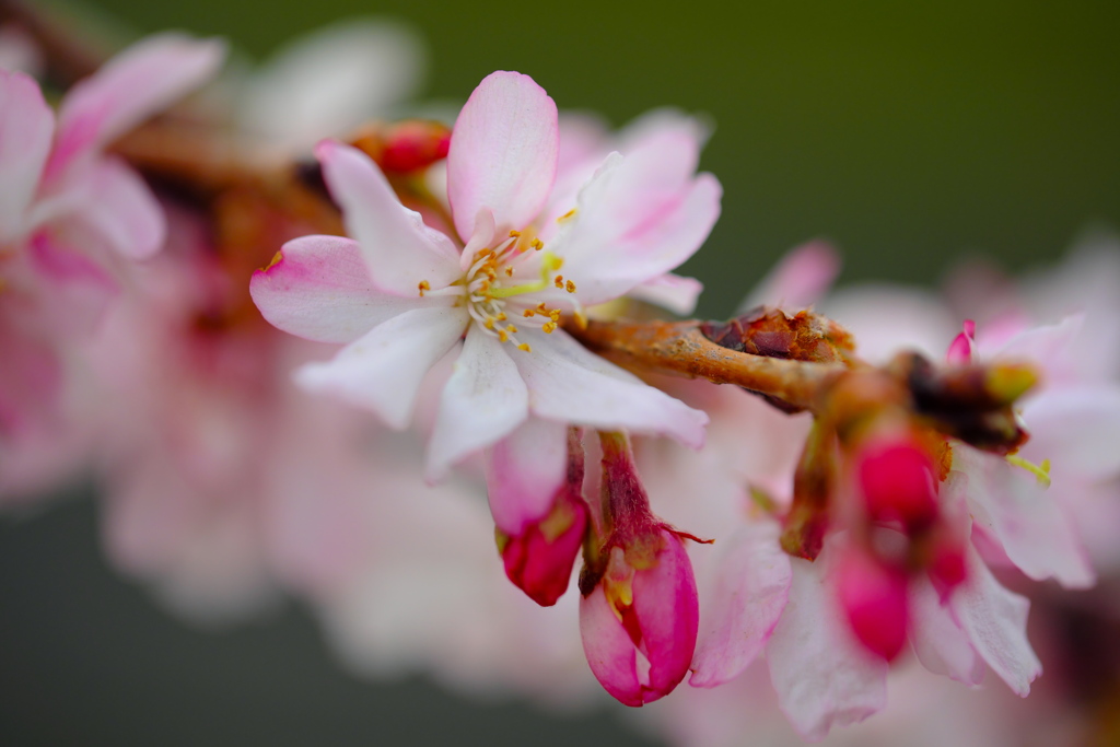 四季桜2