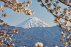桜と富士山