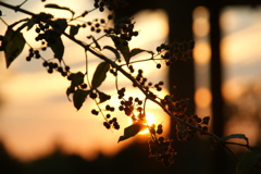 ある日の夕方