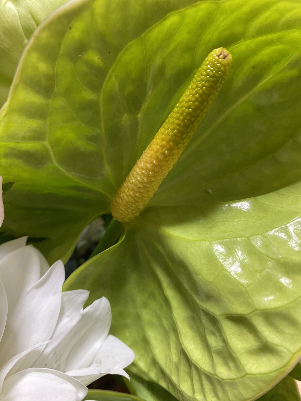 3FC355AB-AB0D-4AE2-8185-48F43D26469B