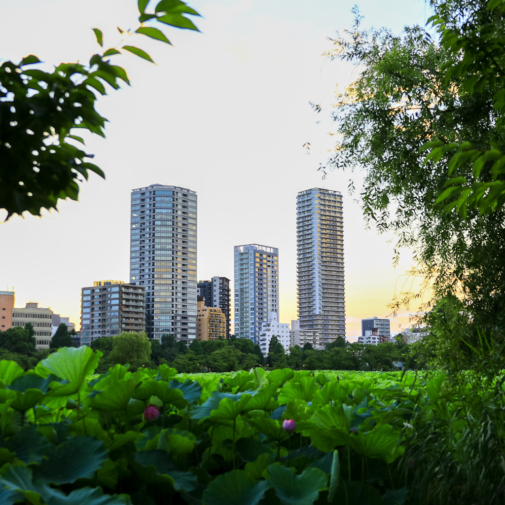 東京の夕暮れ