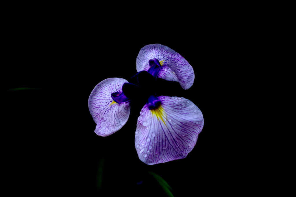 3枚花弁