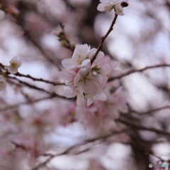 冬の桜