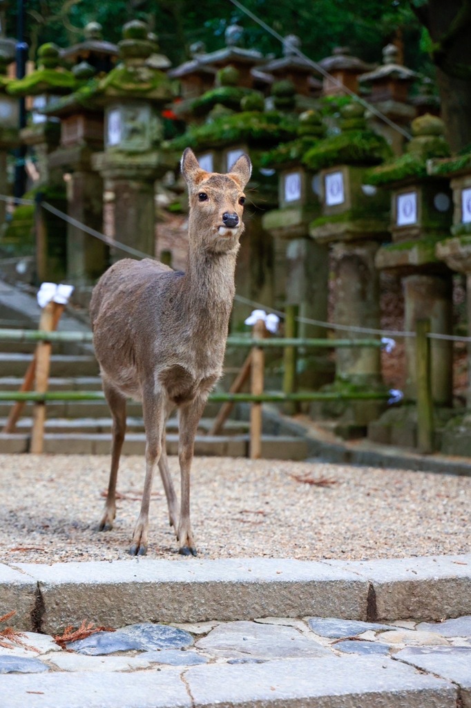 よろシカお願いします