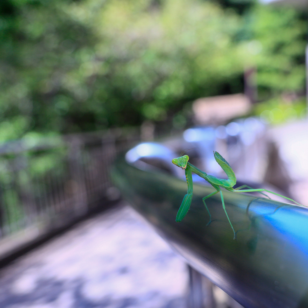 夏のトモダチ