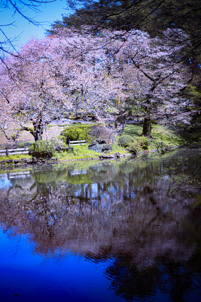 水鏡さくら