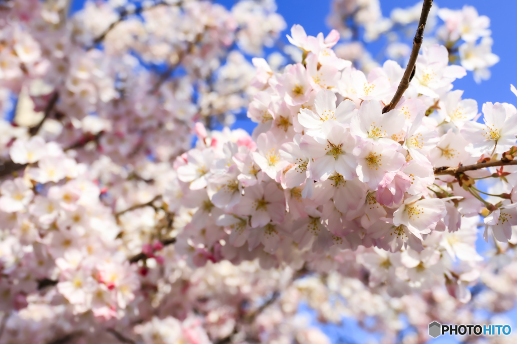 今年の桜