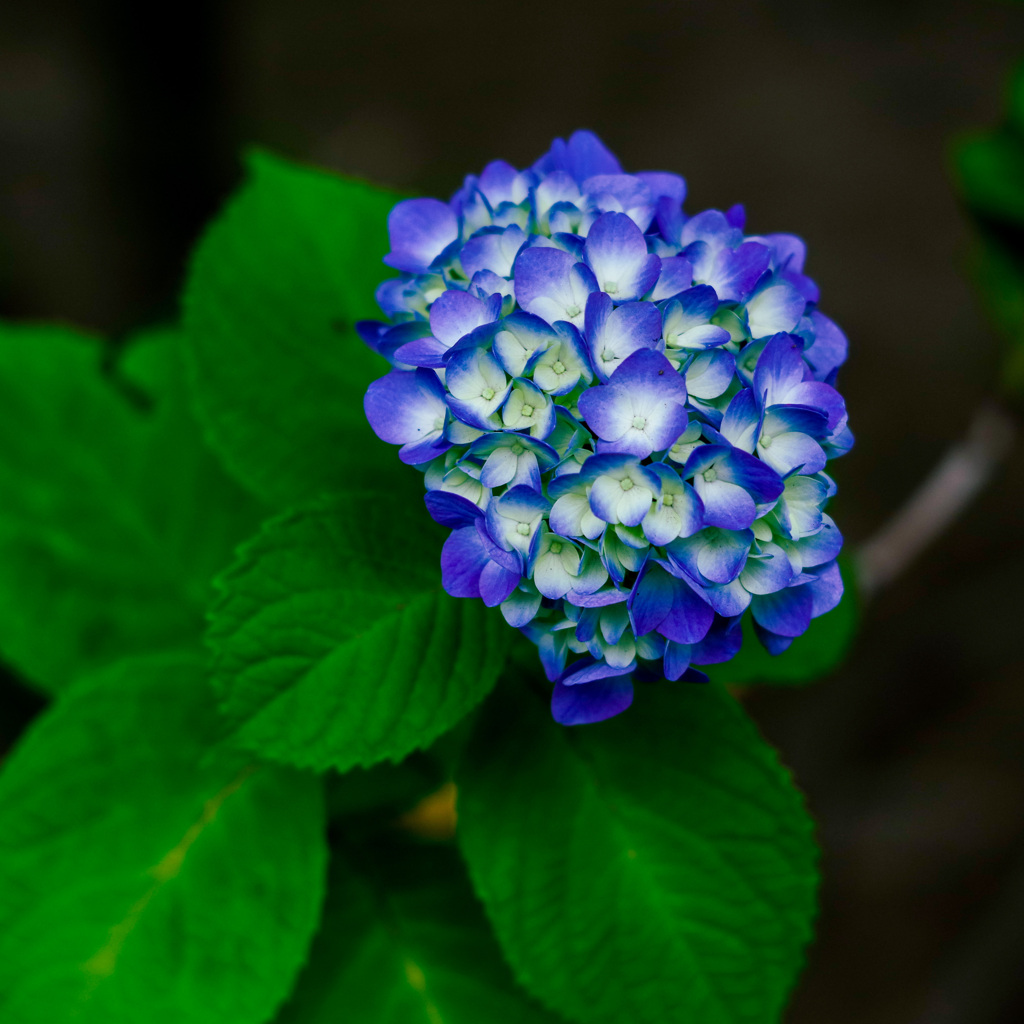 梅雨紫陽花