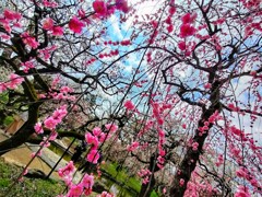 IMG20250320120415