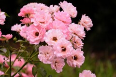 IMG_0166~2
