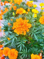 IMG20250729182143~2