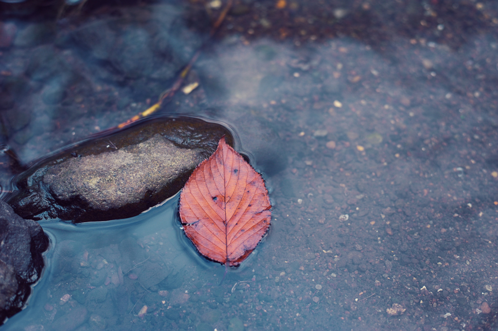autumn leaves