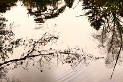 雲場池