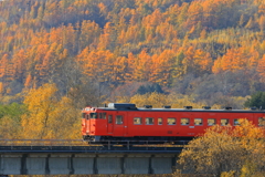 北海道秋のカラマツ